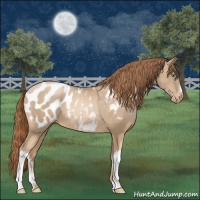 Horse Color:Smoky Black Pearl Appaloosa 