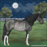 Horse Color:Black Rabicano 