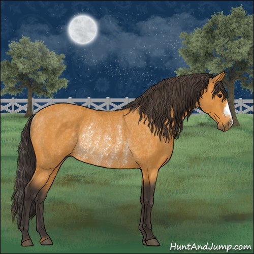 Horse Color:Buckskin Rabicano