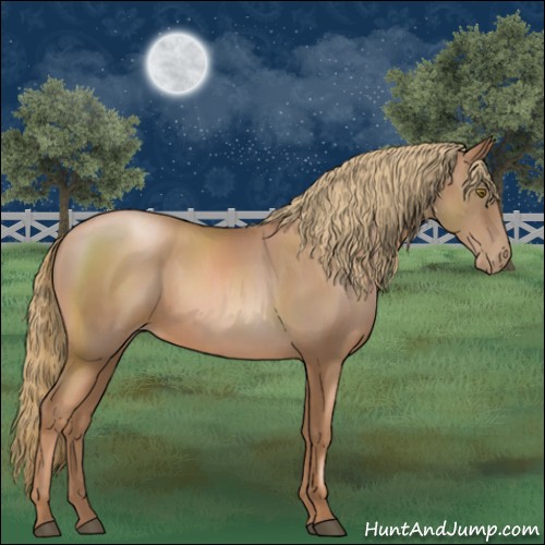 Horse Color:Liver Chestnut Pearl Sabino 