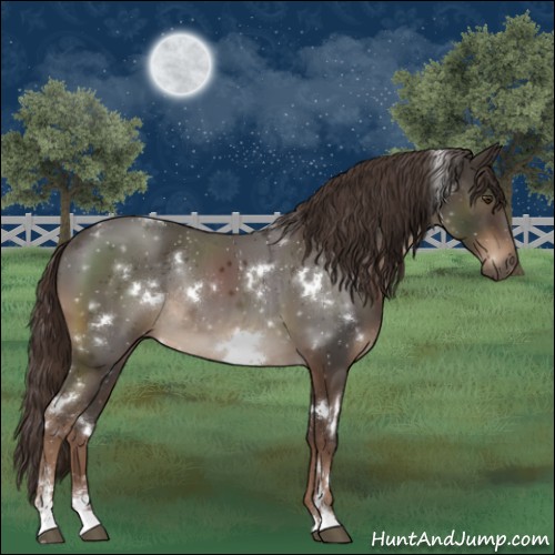 Horse Color:White Spotted Liver Chestnut Sabino Rabicano 