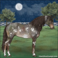 Horse Color:White Spotted Liver Chestnut Sabino Rabicano 