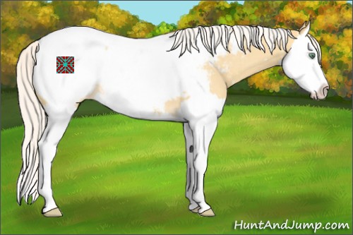 Horse Color:Silver Amber Cream Champagne Dun Splash Appaloosa 