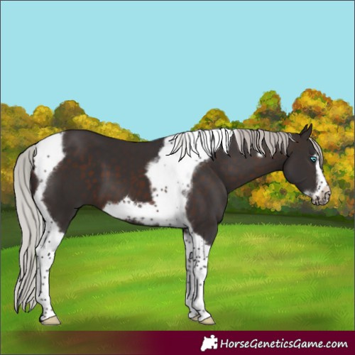 Horse Color:Silver Brown Tobiano Frame