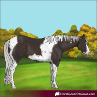 Horse Color:Silver Brown Tobiano Frame
