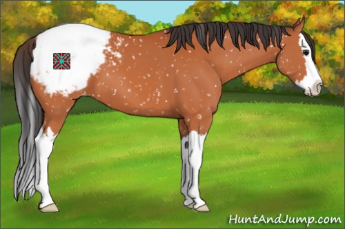 Horse Color:Bay Sabino Splash Appaloosa 