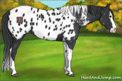 Horse Color:Black Sabino Splash Tobiano Appaloosa 