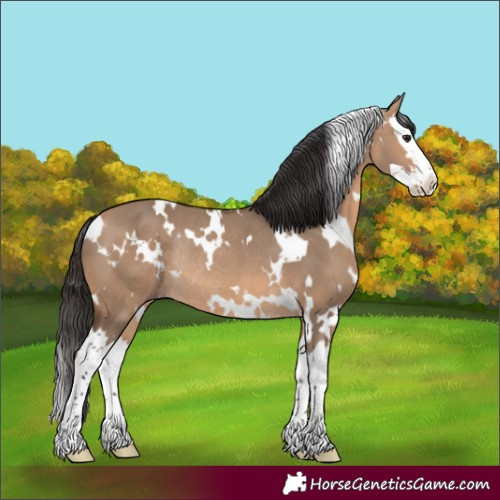 Horse Color:White Spotted Bay Dun Splash Rabicano 