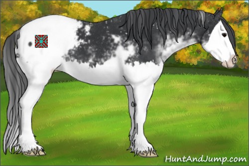 Horse Color:Black Sabino Splash Appaloosa 
