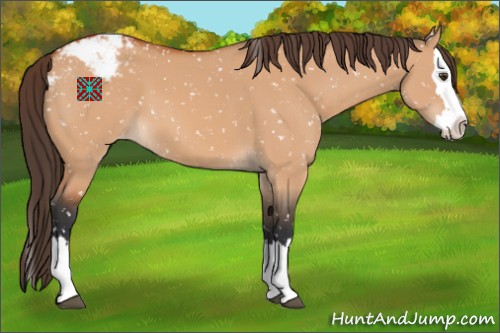 Horse Color:Brown Dun Sabino Splash Appaloosa 