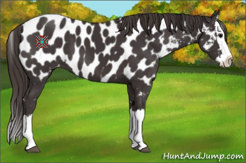 Horse Color:Smoky Black Sabino Splash Appaloosa 
