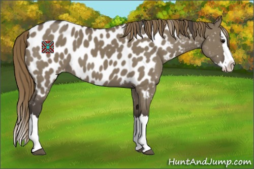 Horse Color:Smoky Grullo Sabino Splash Appaloosa 
