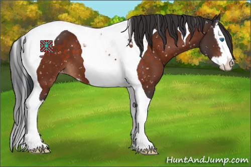 Horse Color:Brown Sabino Splash Tobiano Appaloosa 