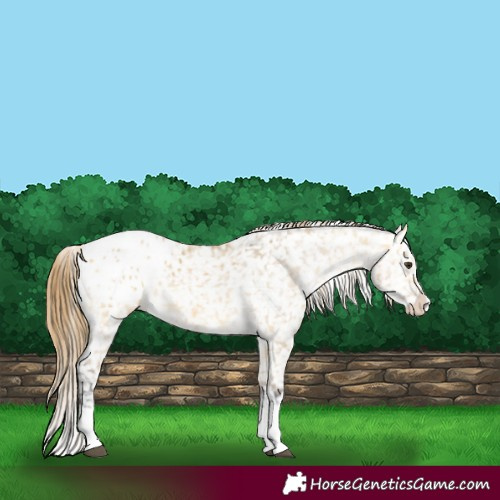 Horse Color:Buckskin Dun Splash Blanket 