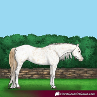 Horse Color:Buckskin Dun Splash Blanket 