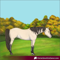 Horse Color:Buckskin Dun Splash 