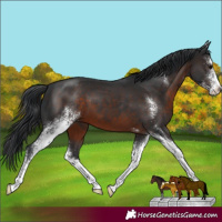 Horse Color:Brown Sabino