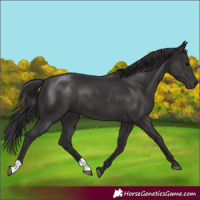 Horse Color:Smoky Black