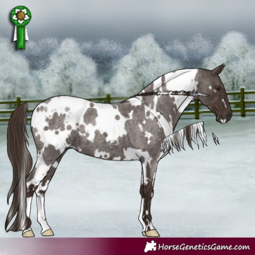 Horse Color:White Spotted Liver Red Roan 