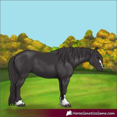 Horse Color:Smoky Black 