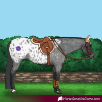 Horse Color:Blue Roan Near Leopard 