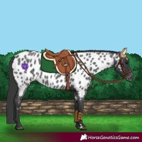 Horse Color:Blue Roan Appaloosa 