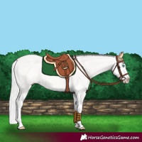 Horse Color:Cremello Splash 
