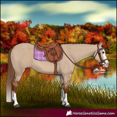 Horse Color:Red Dun Splash 