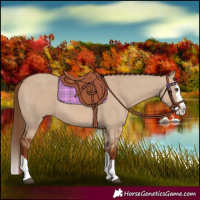 Horse Color:Red Dun Splash 