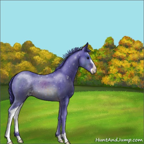 Horse Color:Watercolor Brown Sabino 