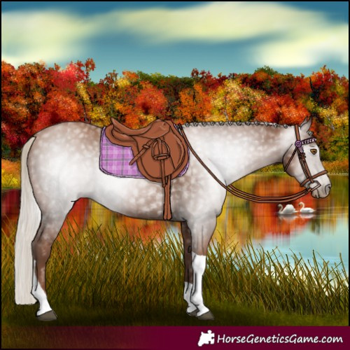 Horse Color:Gray Silver Black Pearl Tobiano
