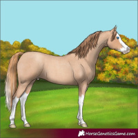 Horse Color:Gold Champagne Roan Splash 