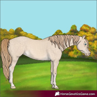 Horse Color:Perlino Dun