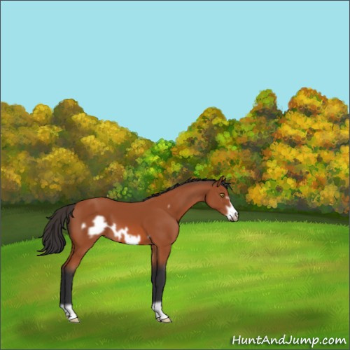 Horse Color:Bay Frame