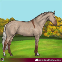 Horse Color:Silver Grullo 