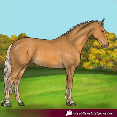Horse Color:Palomino