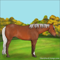 Horse Color:Silver Bay 