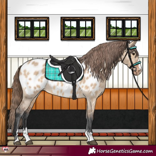 Horse Color:Bay Dun Near Leopard