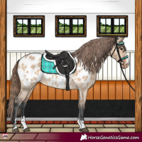 Horse Color:Bay Dun Near Leopard 