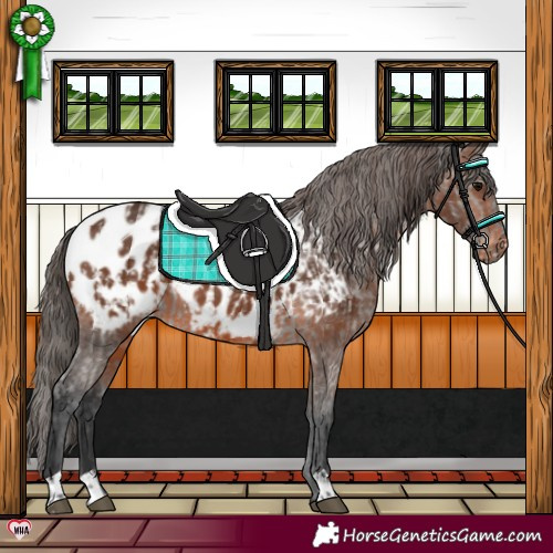 Horse Color:Grullo Near Leopard  and Brown Near Leopard 