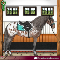 Horse Color:Grullo Near Leopard  and Brown Near Leopard 