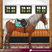 Horse Color:Silver Brown Appaloosa