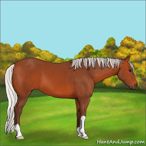 Horse Color:Silver Bay 