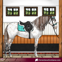 Horse Color:Bay Dun Near Leopard 