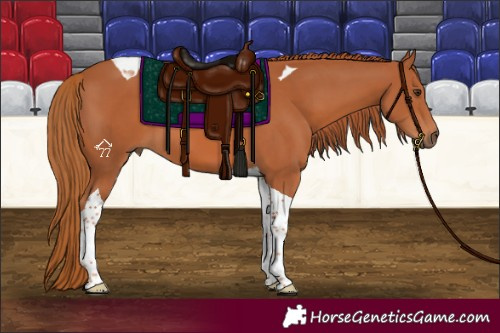 Horse Color:Chestnut Tobiano