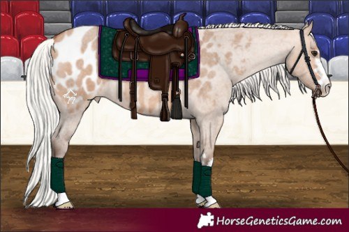 Horse Color:Silver Bay Roan Dun Appaloosa 