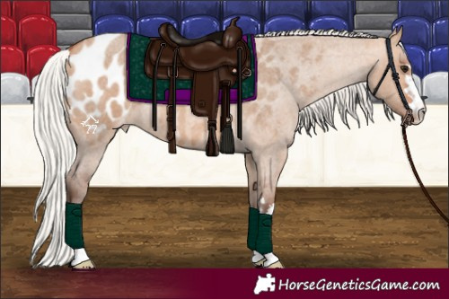 Horse Color:Silver Bay Roan Dun Appaloosa 