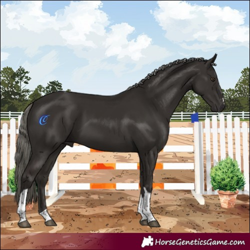 Horse Color:Liver Chestnut Mushroom Tobiano 