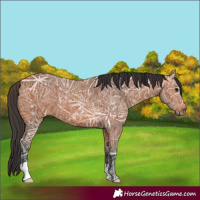 Horse Color:Bay Ice 