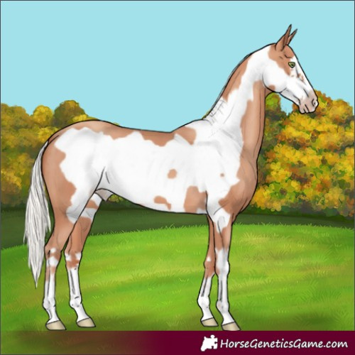 Horse Color:Silver Sable Champagne Frame 